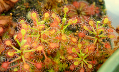 Drosera madagascariensis