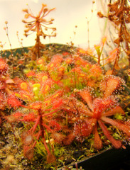 Drosera madagascariensis