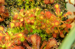 Drosera madagascariensis