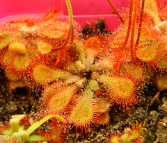 Black Humic acid on the crown of Drosera natalensis