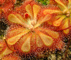 Drosera natalensis orange-red coloration