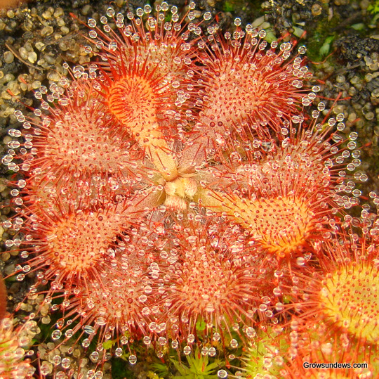 Drosera_natalensis_young_red_sundew.JPG