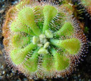 Drosera natalensis flower