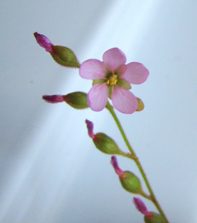 Drosera natalensis flower