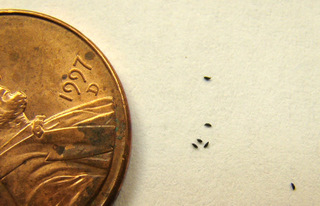 Drosera natalensis seeds size comparison