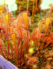 Drosera nidiformis clump, overhead