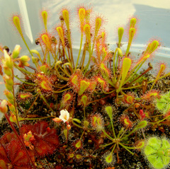 Drosera nidiformis clump, soon after being fed