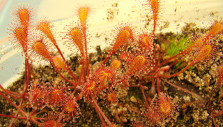 Drosera nidiformis - young red plants