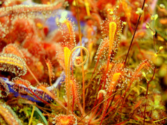 Drosera nidiformis with a flower stalk