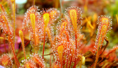 Drosera nidiformis