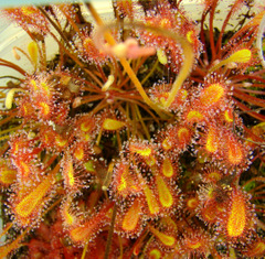 Drosera nidiformis clump, overhead