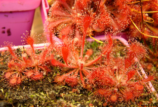 Drosera oblanceoloata (Sunset Peak, Hong Kong) very red