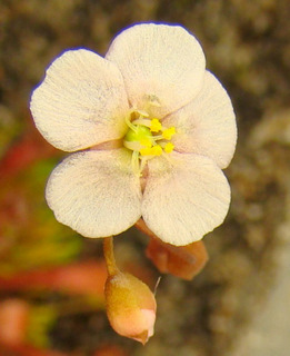 Drosera oblanceolata (Sunset Peak, Hong Kong)