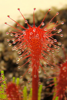 Drosera oblanceolata (Sunset Peak, Hong Kong)