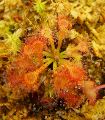 Drosera oblanceolata (Sunset Peak, Hong Kong) base stem cutting