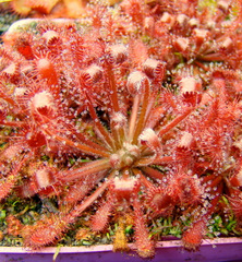 Drosera oblanceolata (Sunset Peak, Hong Kong)