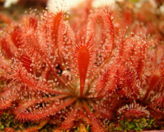 Drosera oblanceolata (Sunset Peak, Hong Kong)