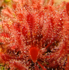 Drosera oblanceolata (Sunset Peak, Hong Kong)