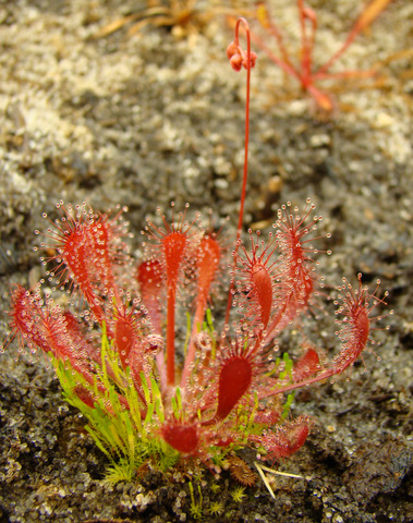 Drosera oblanceolata (Sunset Peak, Hong Kong) beautiful red sundew