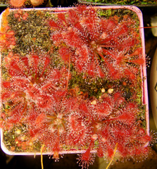 Drosera oblanceolata (Sunset Peak, Hong Kong)