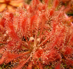 Drosera oblanceolata (Sunset Peak, Hong Kong) beautiful red sundew