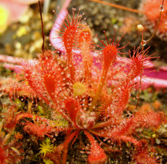 Drosera oblanceolata (Sunset Peak, Hong Kong) leaf cutting, medium plant