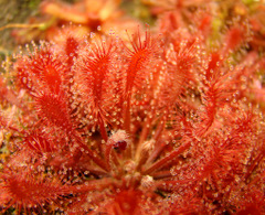 Drosera oblanceolata (Sunset Peak, Hong Kong)