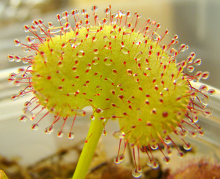 Drosera prolifera large leaf