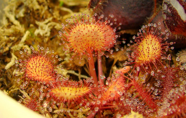 An orange plant of Drosera prolifera