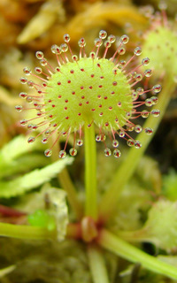 Drosera prolifera