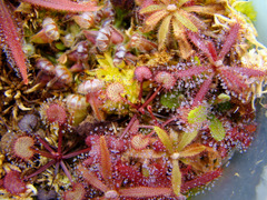 Drosera prolifera in a clump