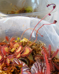 Drosera prolifera flowering