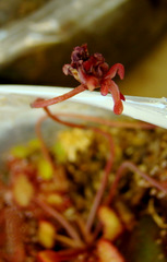 Drosera prolifera flowering