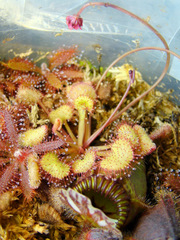 Drosera prolifera flowering