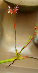 Drosera binata leaf cuttings