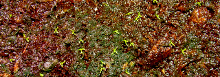 Drosera capensis seedlings after 3 weeks