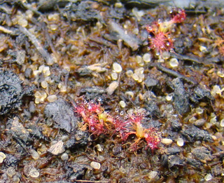 Drosera camporupestris young seedlings