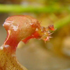 Drosera falconerii leaf pulling