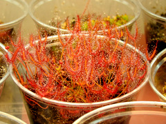 Drosera binata leaf cuttings established