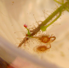 a pygmy sundew leaf pulling