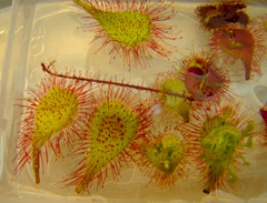 sundew leaf cuttings floating on water