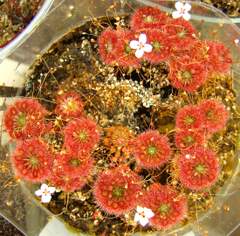 Pygmy sundew, Drosera 'Lake Badgerup'