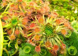 Drosera occidentalis gemmae and liverwort gemmae