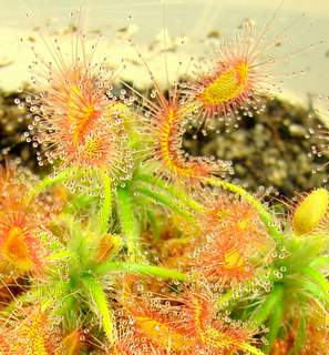 Drosera scorpioides- the scorpion sundew