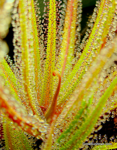 Drosera_regia_beautiful_upper_post.JPG