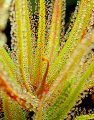 Drosera regia big easy high resolution