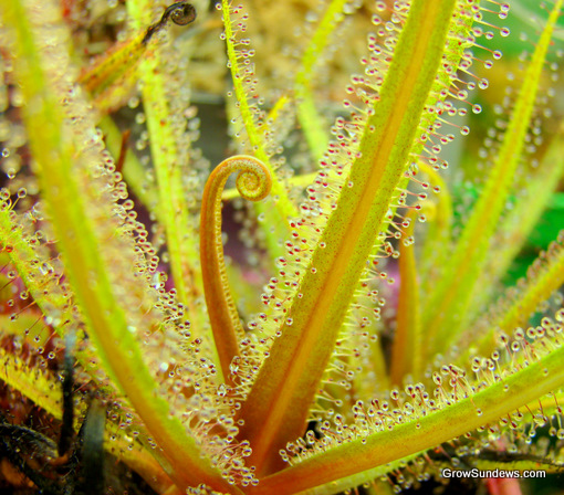 Drosera_regia_unfurl%20side_post.JPG