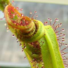 Drosera regia 'Big Easy' curls dramatically around prey