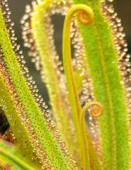 Drosera regia