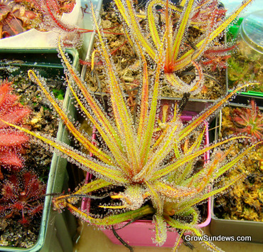 full_Drosera_regia_post.JPG